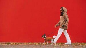 Pinit dog walking and pet sitting service for pet care at home